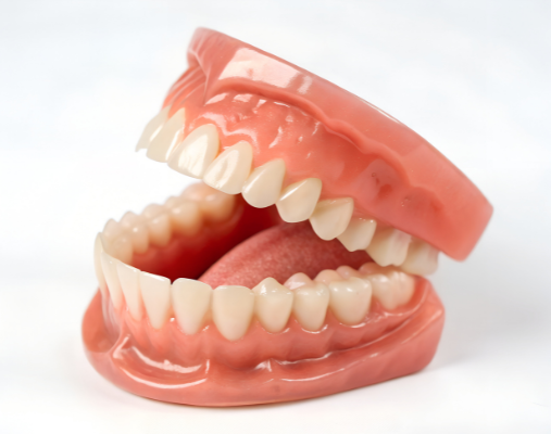 A high-quality anatomical dental model of a full set of teeth and gums, used to demonstrate the immediate aesthetic results of same-day implant procedures.